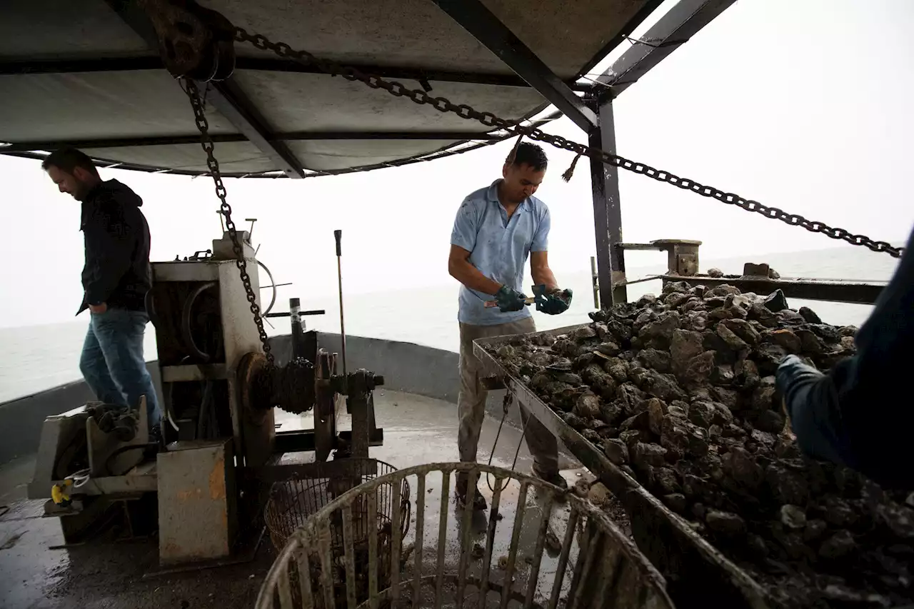 Restaurants instructed to stop serving oysters harvested in Galveston Bay