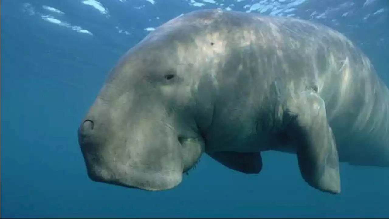 Duh, 10 Persen Hewan dan Tumbuhan Laut Kini Terancam Punah, Termasuk Dugong dan Kerang Abalon