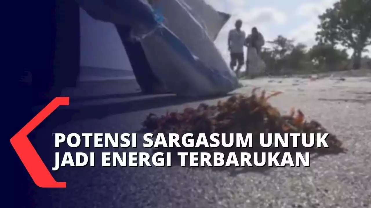 Sargasum Bisa Diolah jadi Biogas, Pertamina Siap Dukung Inovasi Ciptakan Energi Terbarukan!