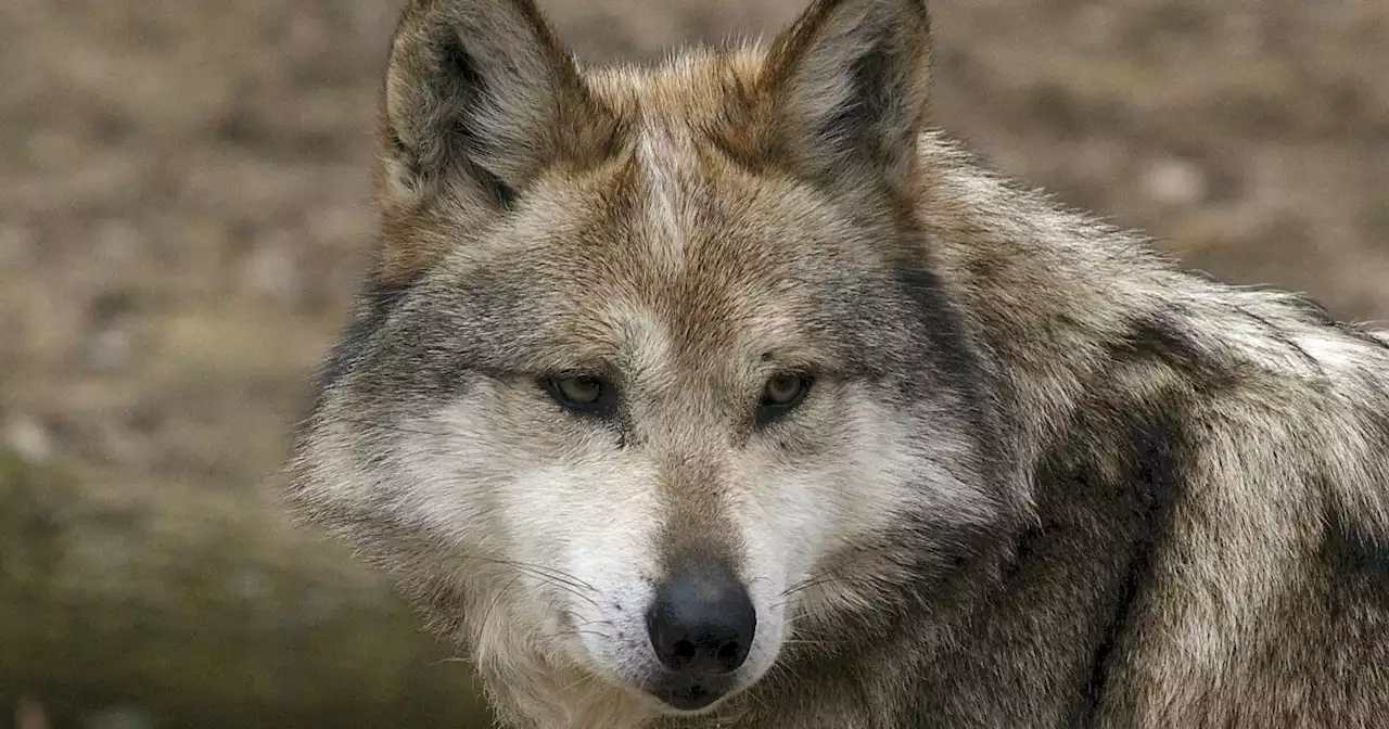 How the U.S. and Mexico have teamed up on Mexican gray wolf recovery efforts