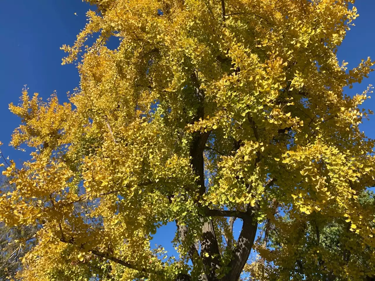 Living fossils, these trees have even survived an atomic blast