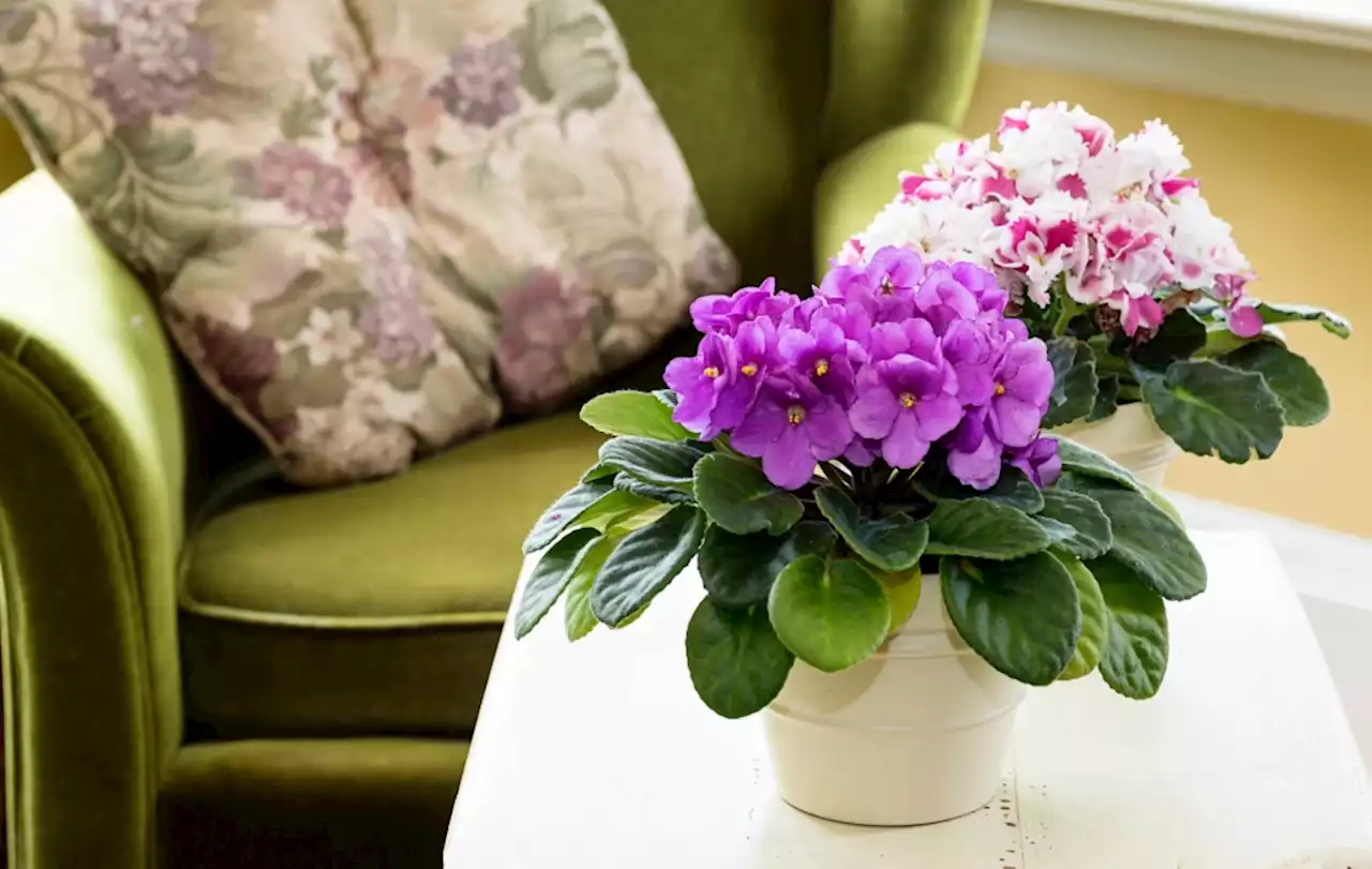 Master Gardener: How to keep this flowering houseplant healthy