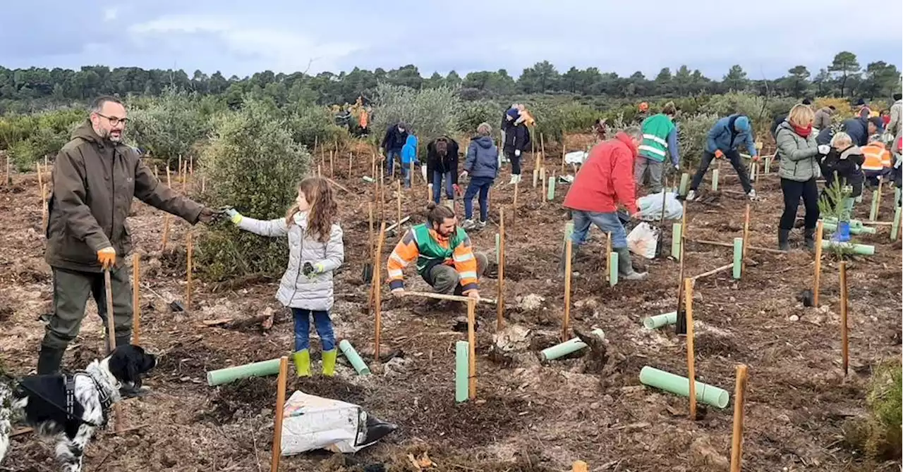 Éguilles : 600 arbres replantés à Saint-Martin