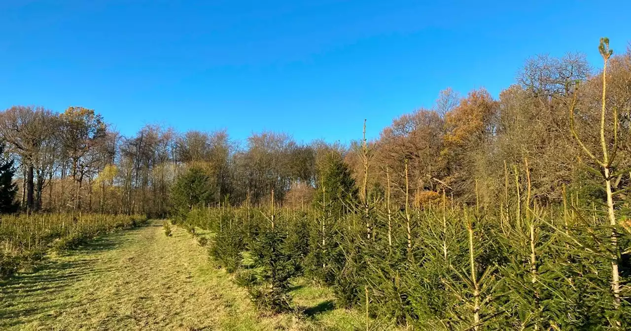 Best places across Yorkshire to get a real Christmas tree from