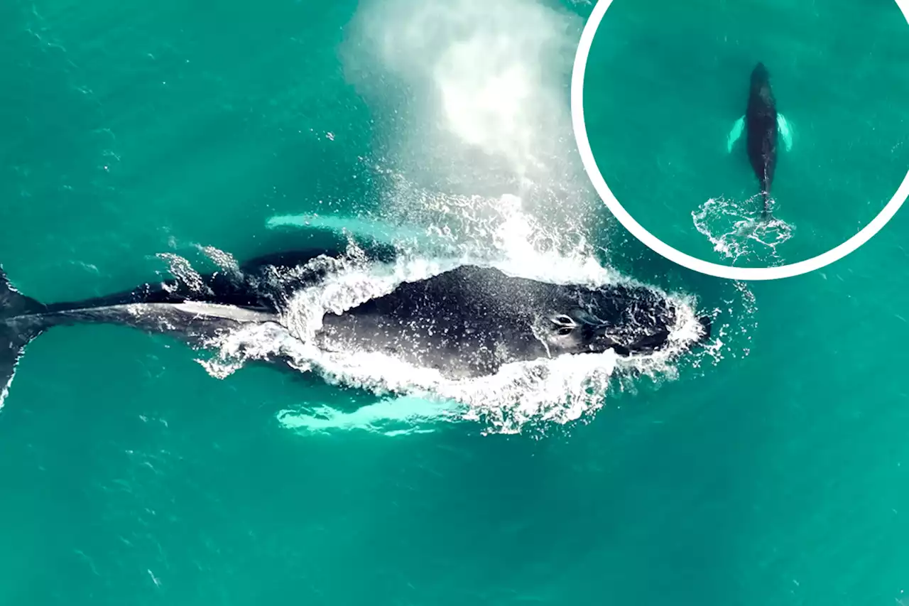 Wildlife enthusiast captures rare drone footage of humpback whale in British waters