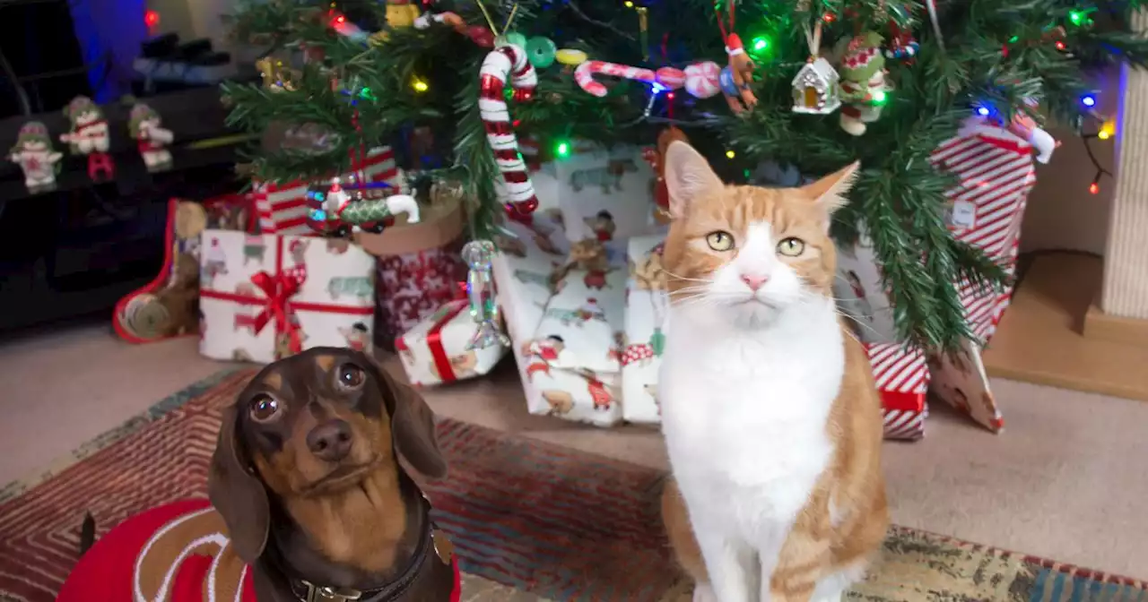 Santa Paws photo contest to find cutest Christmas pet