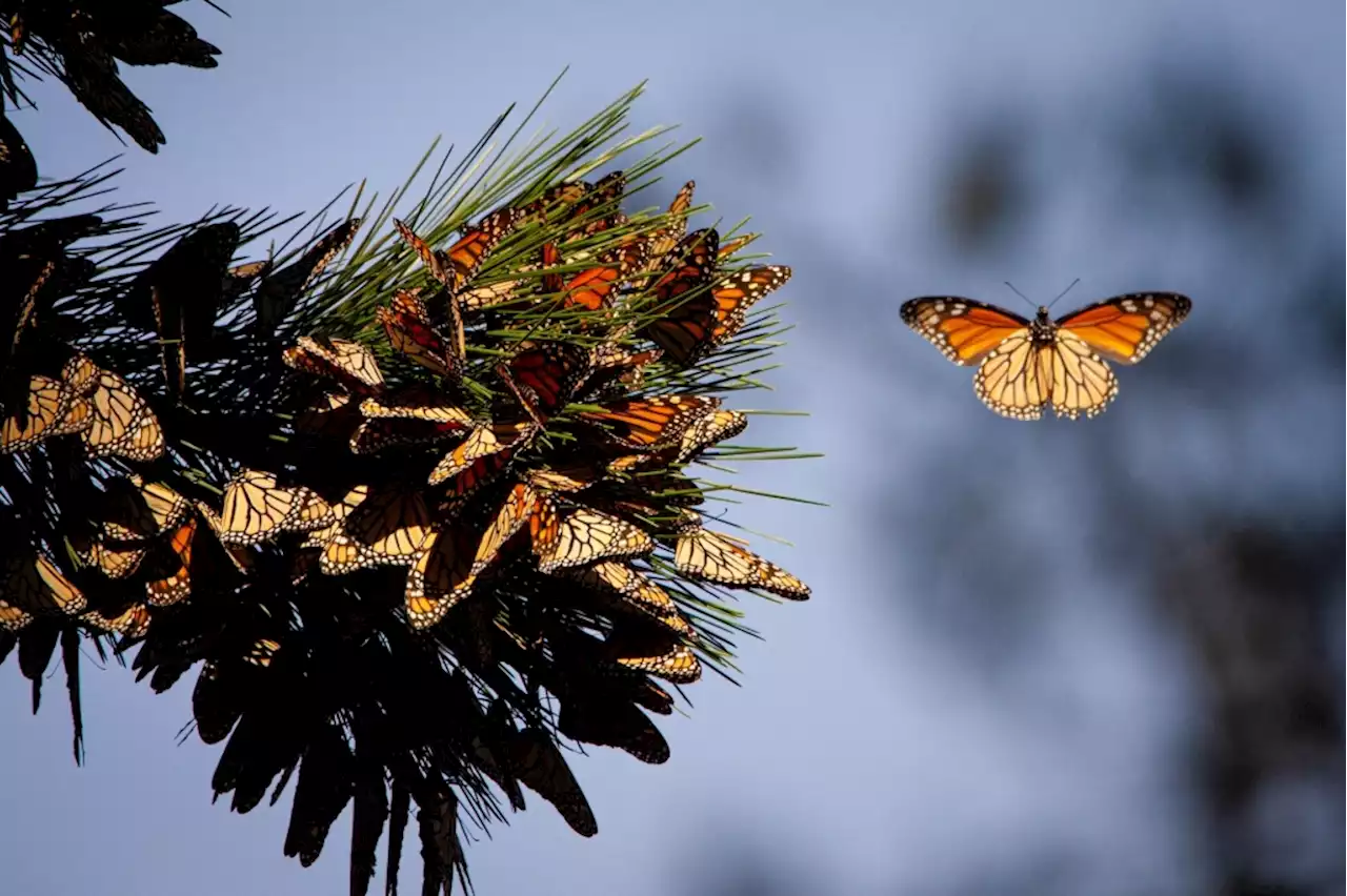 Monarch butterflies returning in good numbers to Pacific Grove