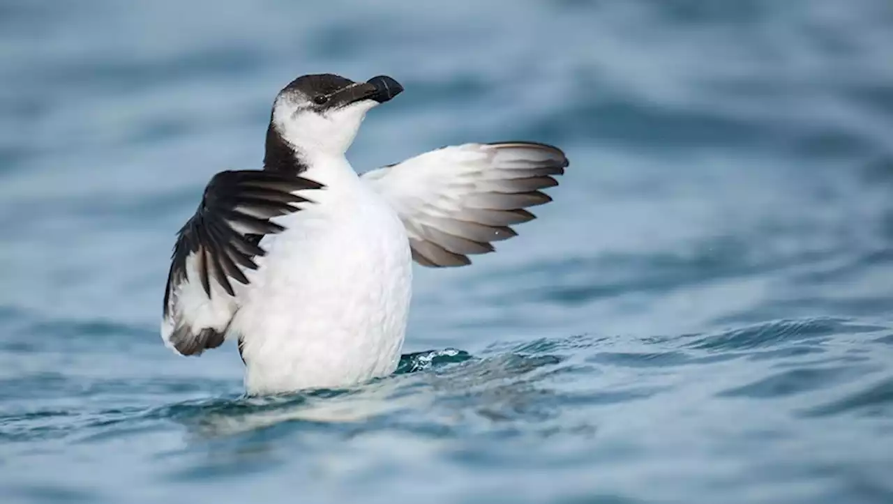 Méditerranée : on en sait enfin plus sur la présence massive et les décès des petits pingouins