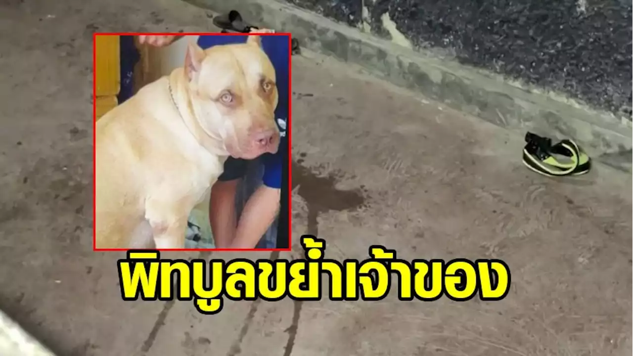 อีกแล้ว! สุนัขพิทบูลตกใจเสียงทะเลาะวิวาท โดดขย้ำเจ้าของกลางวงหมูกระทะ บาดเจ็บ 3 ราย