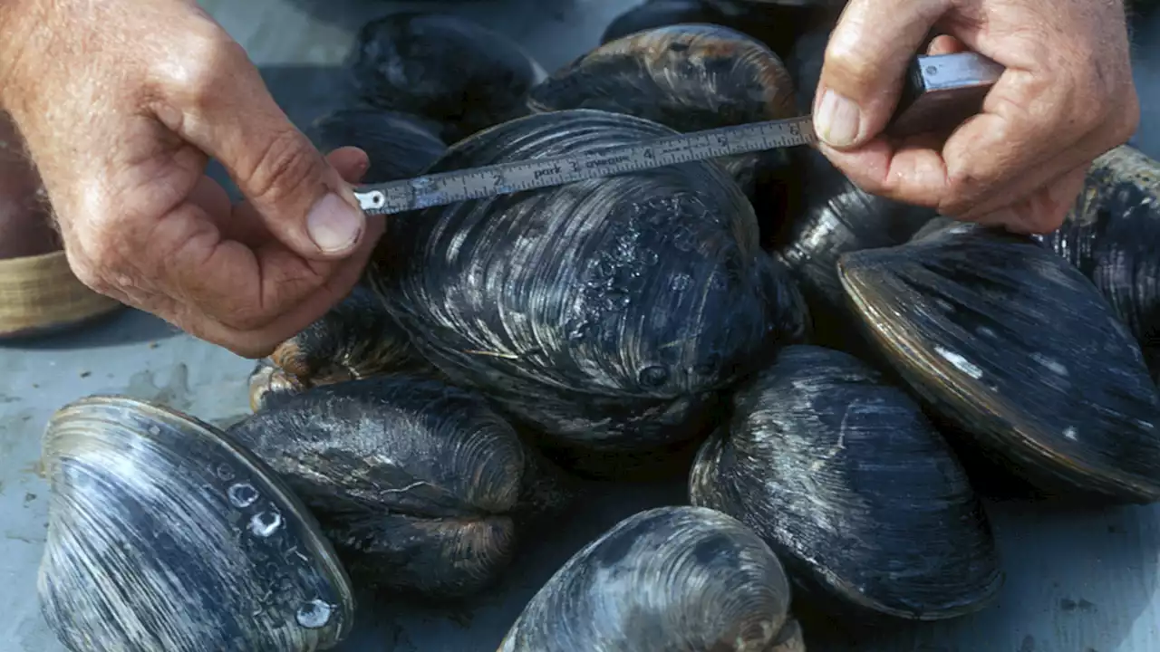 Oysters Harvested From Galveston Bay Recalled After Reports of Illness