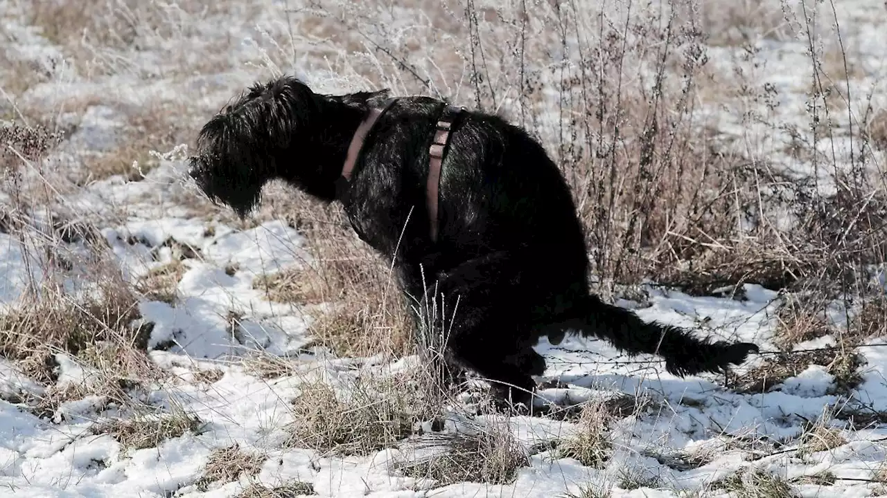 Wohin scheißt der Hund von Otto-Normal-Reichsbürgern?