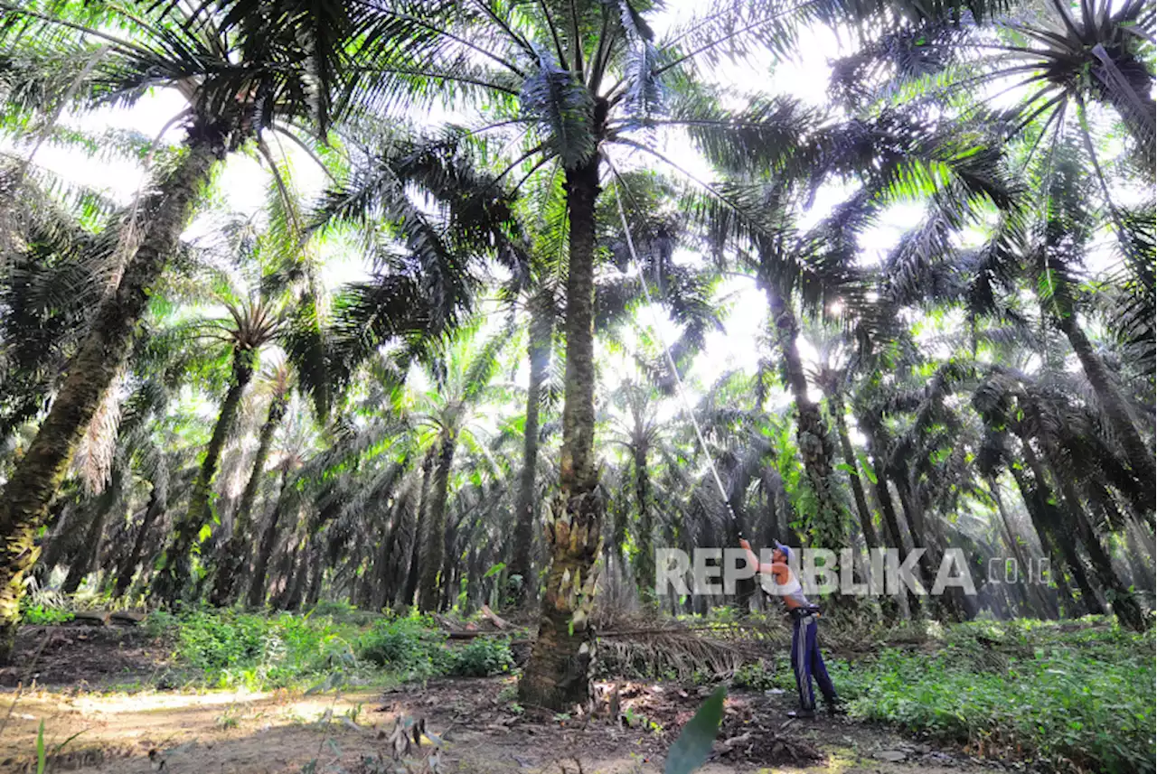 Harga CPO di Provinsi Jambi Turun Rp 331 per Kilogram |Republika Online