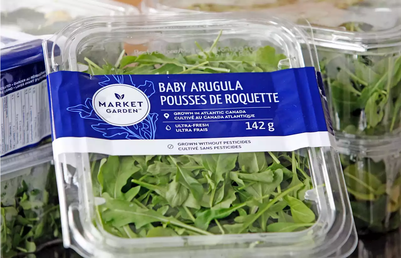 $150-million investment in subsidiary of N.S. lettuce grower | SaltWire