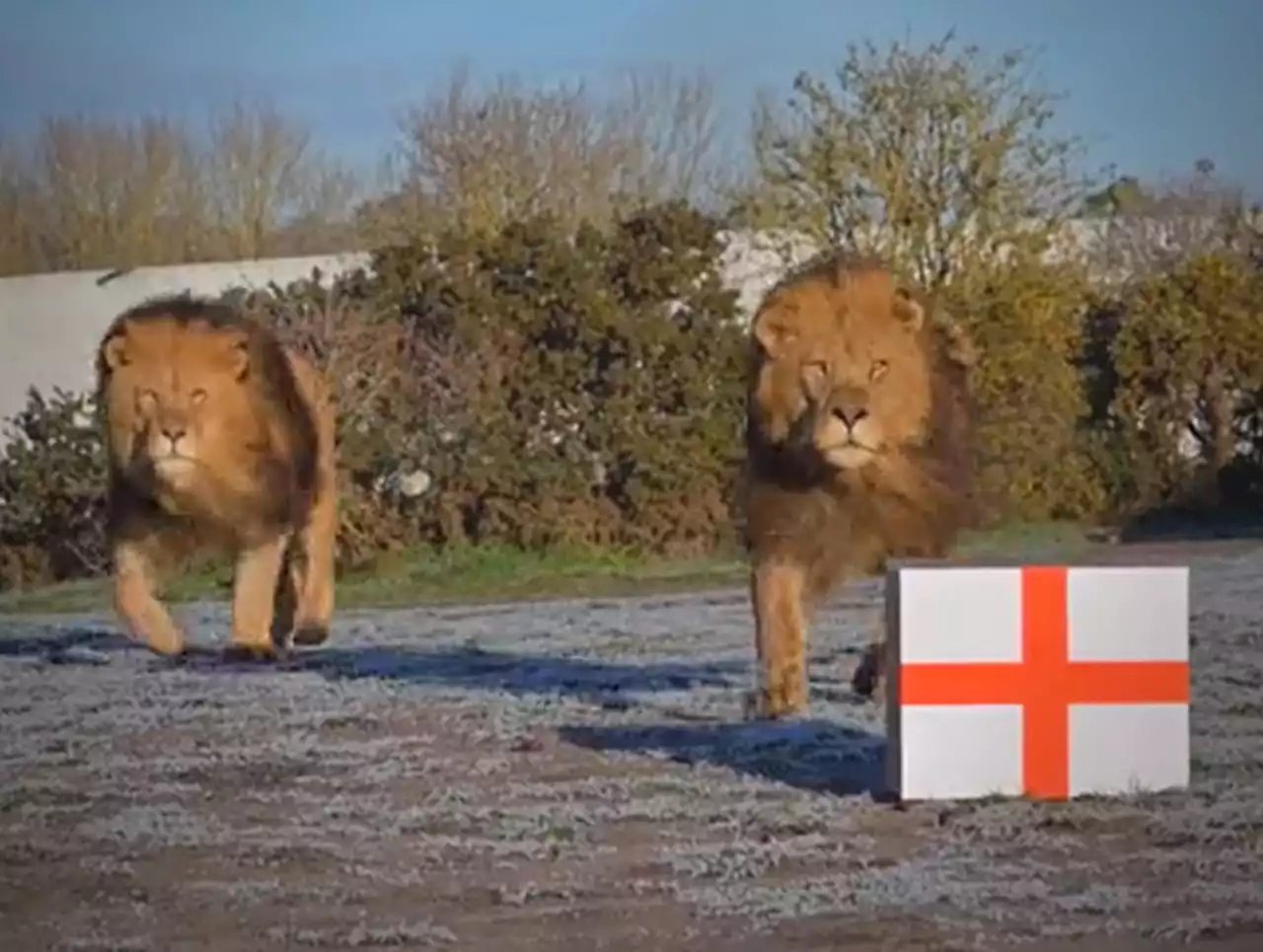 Three Lions at West Midlands Safari Park predict England v France result