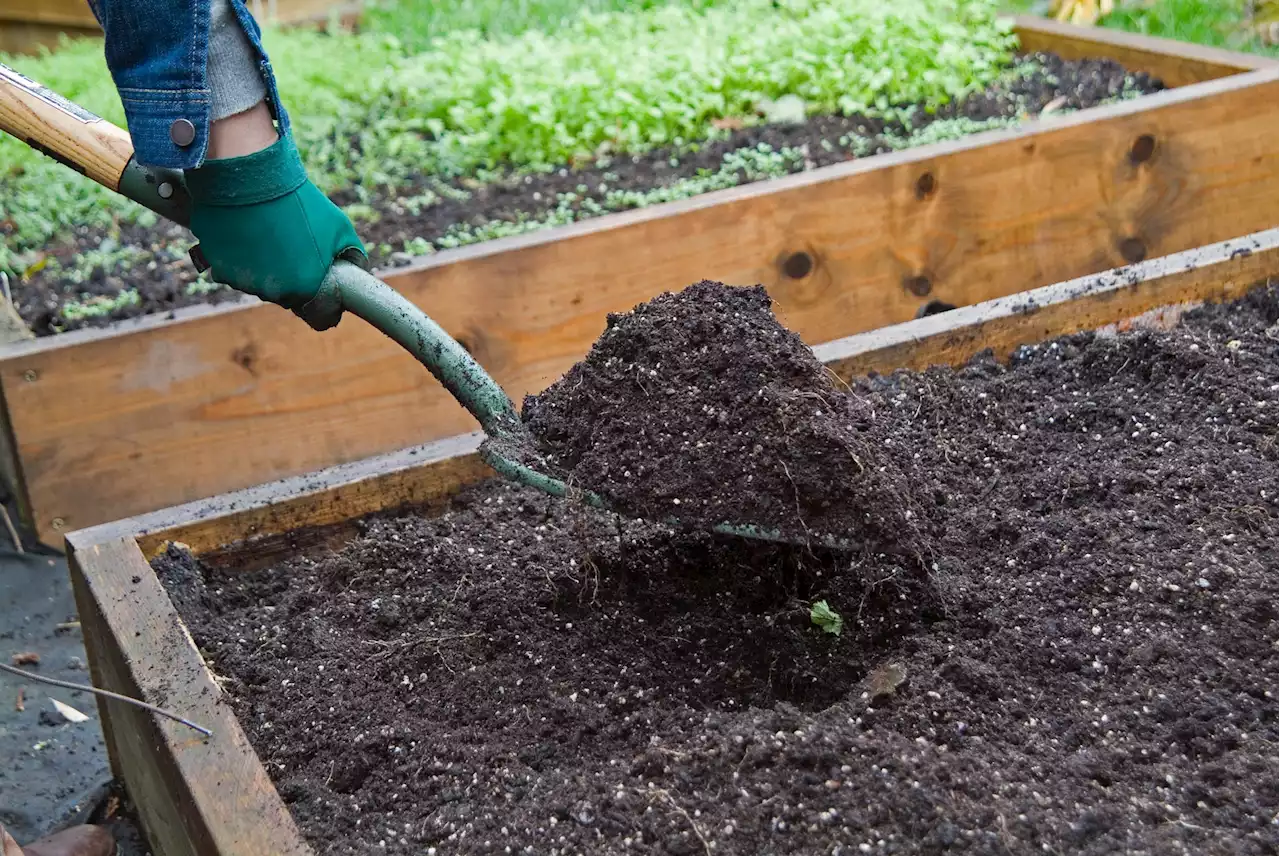 Add manure to plants this winter without unnecessary digging: Gardening jobs for the weekend