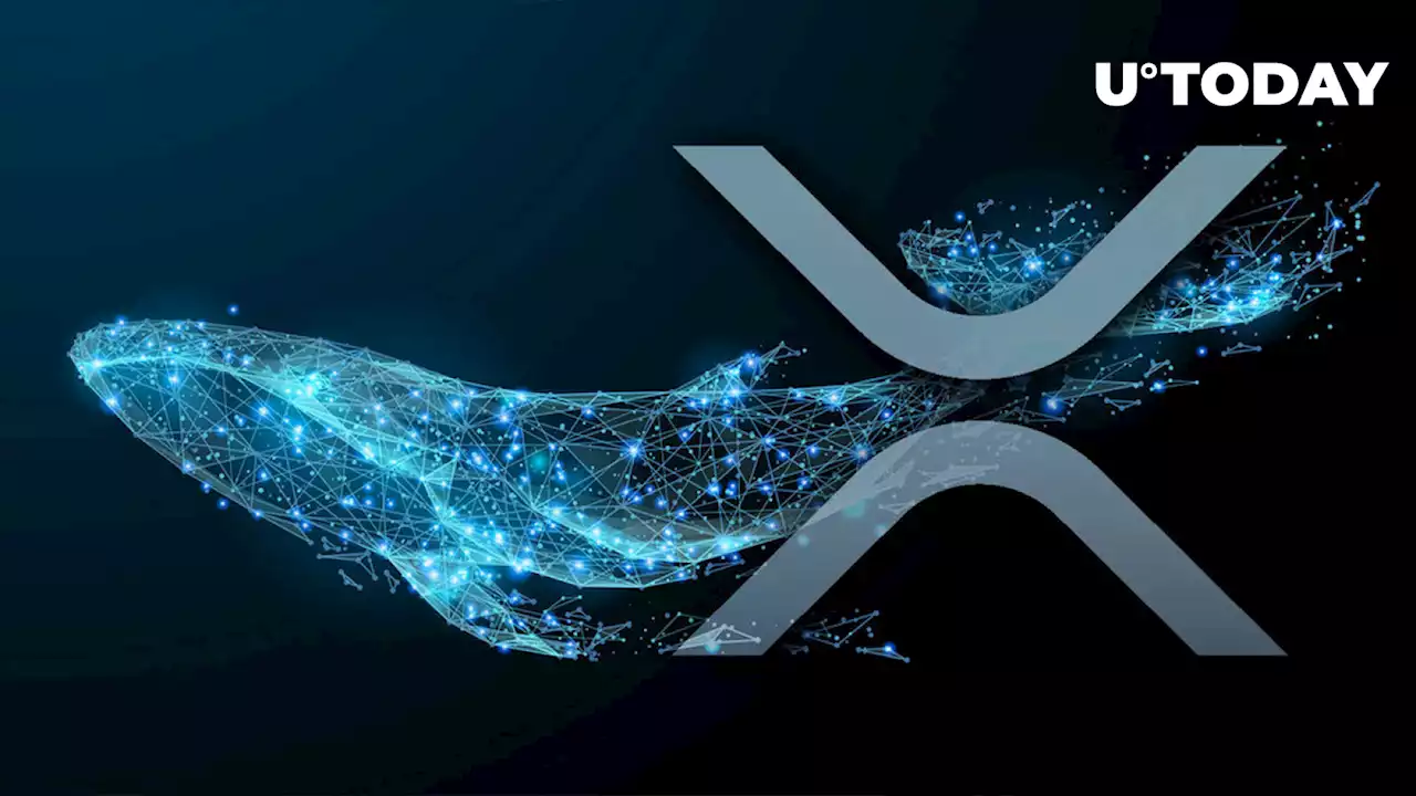 Why Do Whales Keep Accumulating XRP?