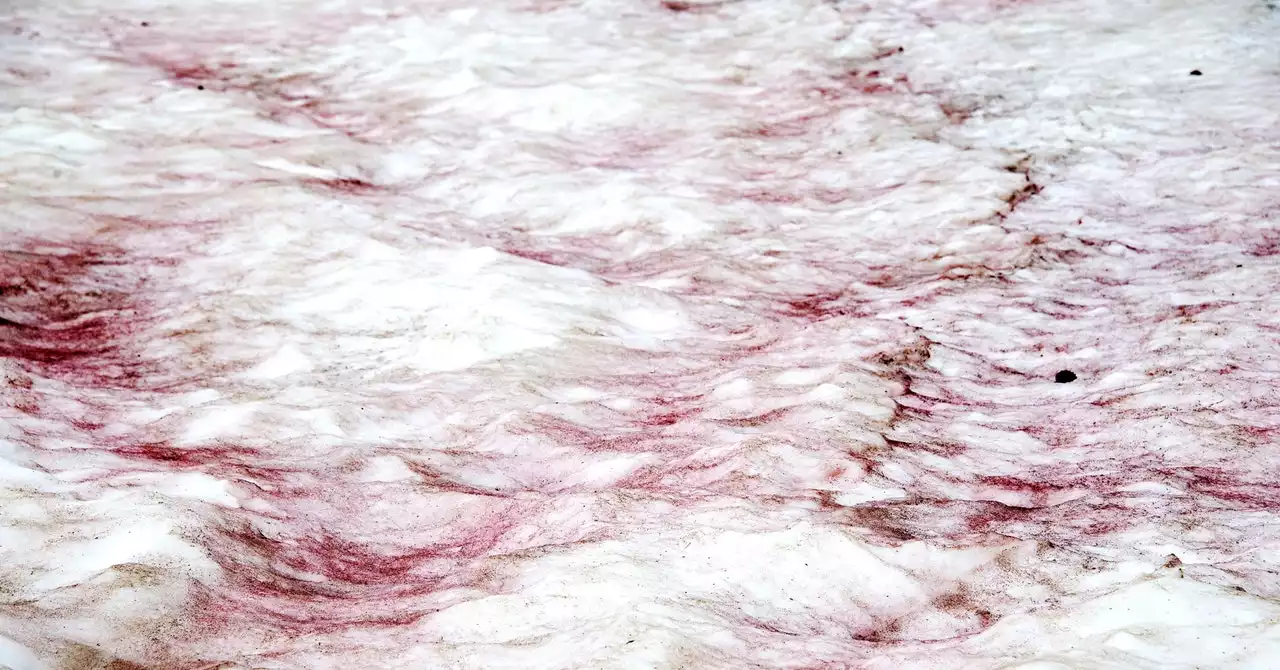 Pink Snow Is Not a Cute Phenomenon—Here’s Why