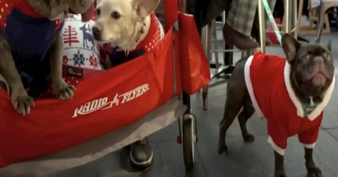 Ugly Christmas sweaters a holiday tradition, even for pets