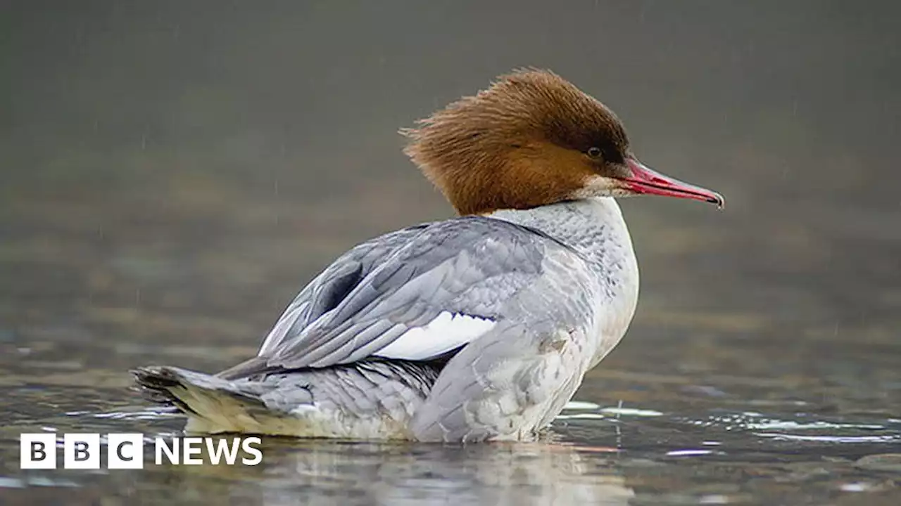 Washington Wetland Centre project attracts record goosander numbers