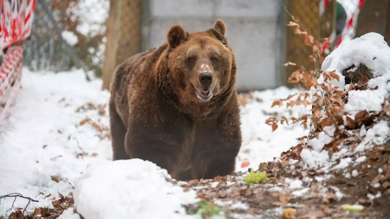 Mark, Albania's last 'restaurant bear,' arrives at sanctuary after over 20 years of captivity | CNN