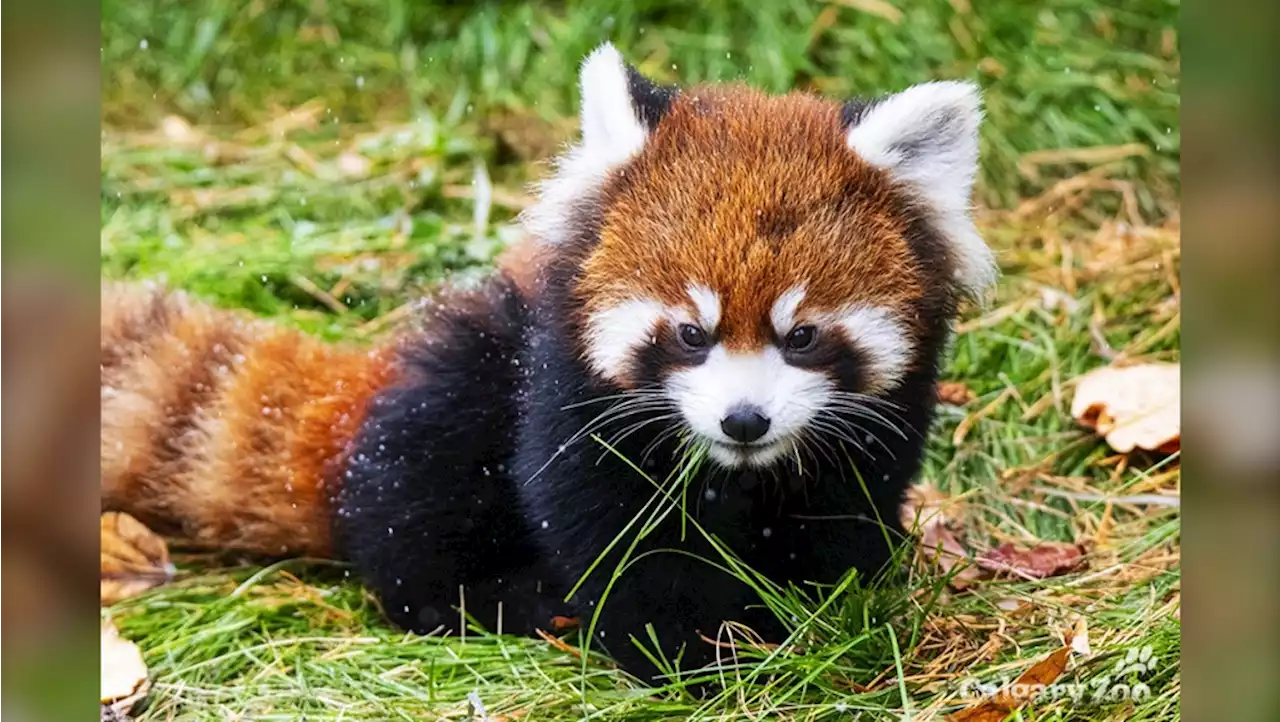 Calgary Zoo needs to name two flaming red pandas