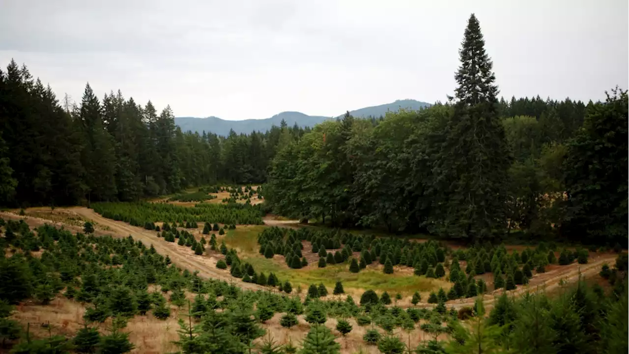 Climate change affecting Christmas trees in B.C. and beyond: expert