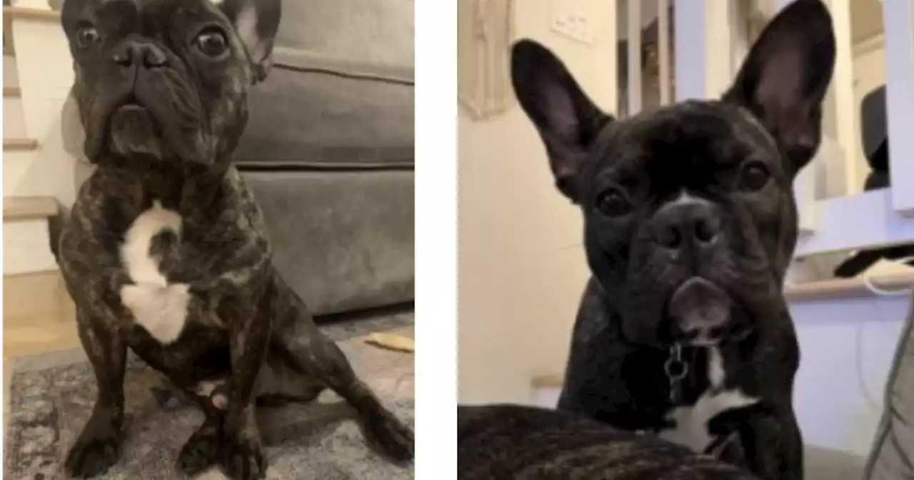 Two French bulldogs stolen from pregnant woman during armed robbery