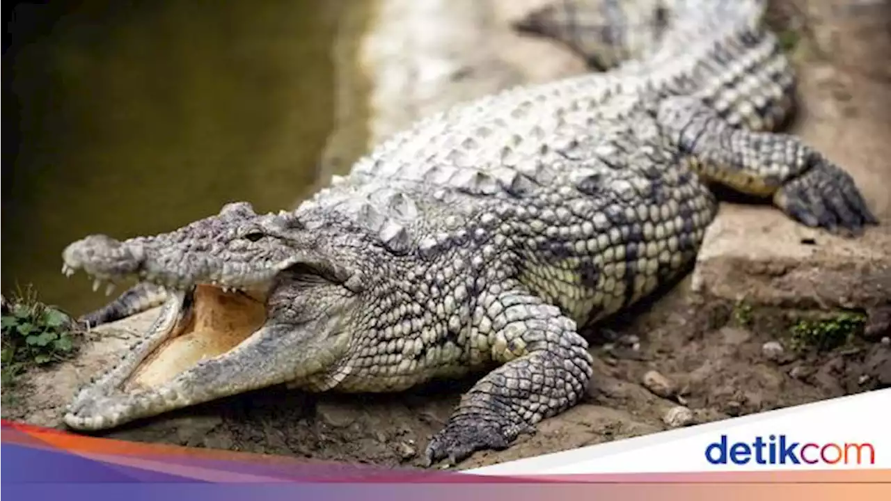 Remaja di Dumai Tewas Diterkam Buaya saat Mancing di Sungai Masjid