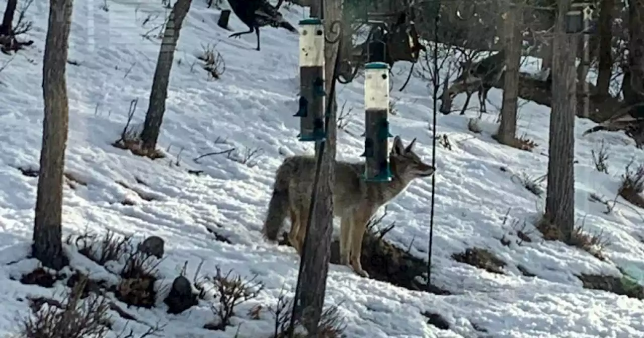 Coyote close up