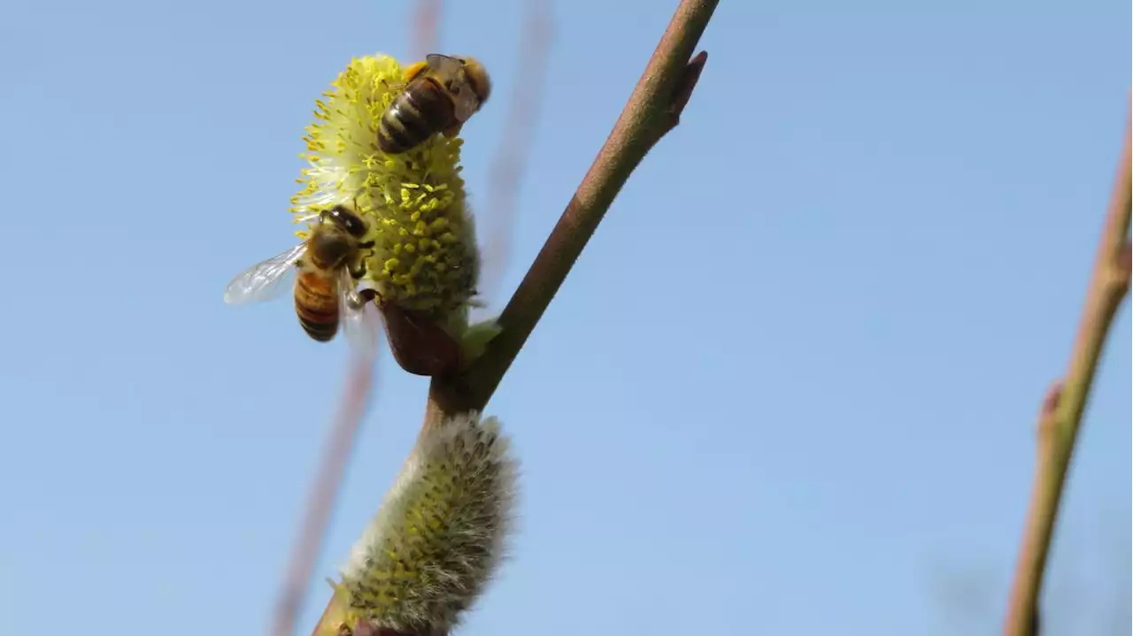 COP15 : à Montréal, un appel de scientifiques du monde entier pour un moratoire sur la diffusion d'organismes génétiquement modifiés