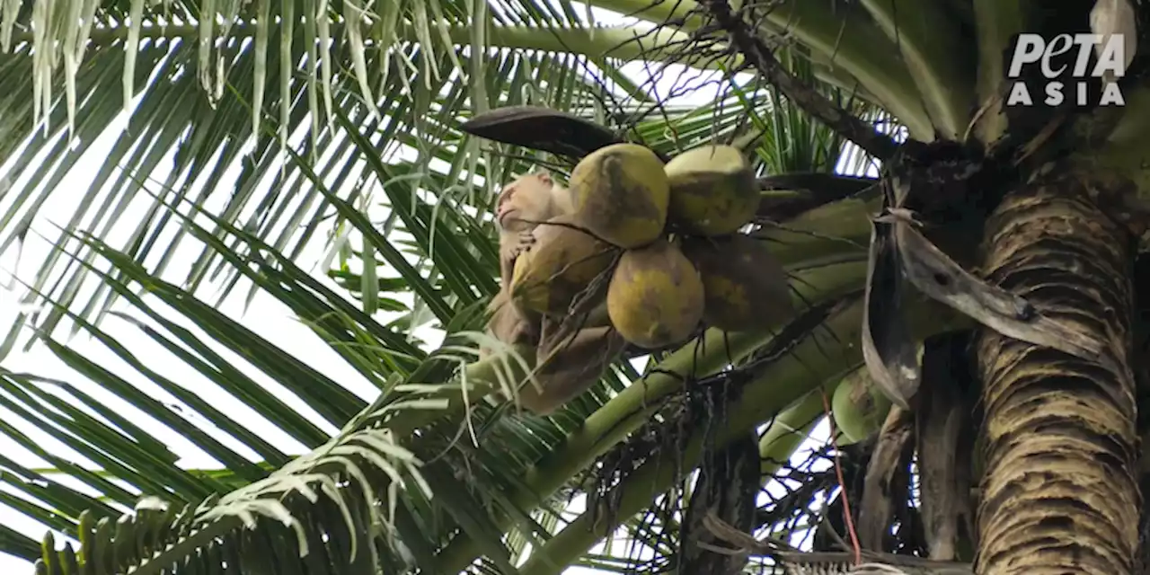 In Thailandia i macachi sono usati per raccogliere noci di cocco - Il Post