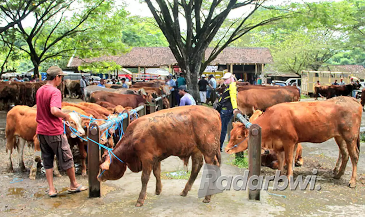 Pedagang Minim Bawa Sapi, Retribusi Pasar Hewan Gagal Capai Target