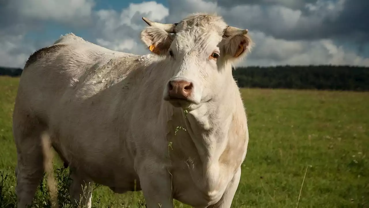 Quarante bovins massacrés par une 'créature mystérieuse', les autorités n'ont aucun indice