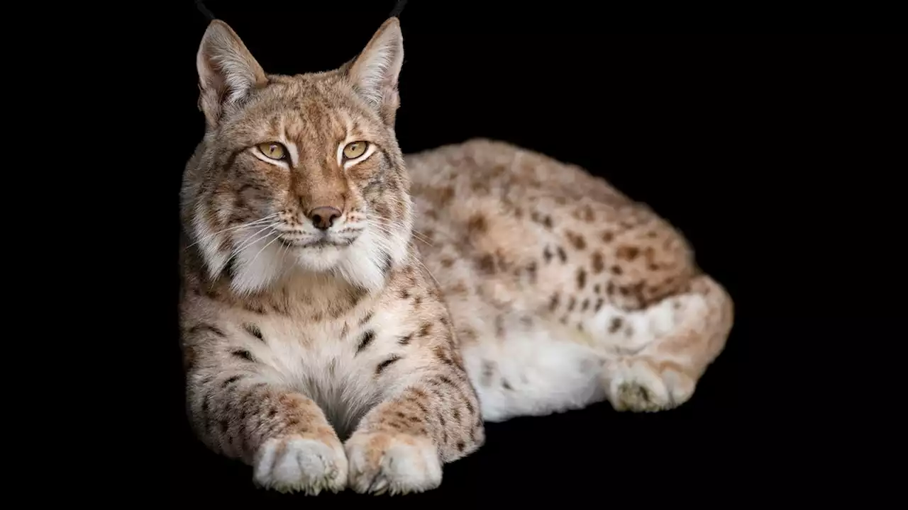 Lynx, facts and information