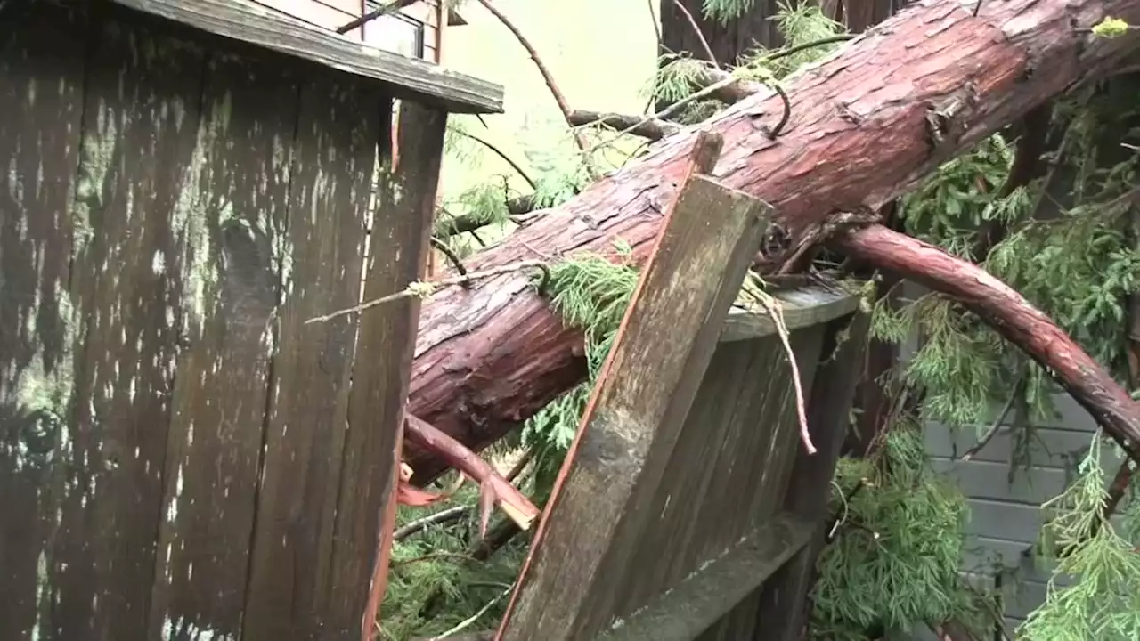 Fallen Trees Damage Houses in Sonoma County