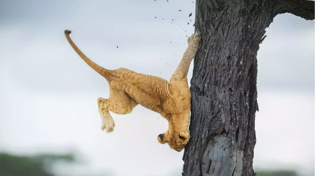 We're not lion: The 2022 Comedy Wildlife Photography Awards are a good laugh