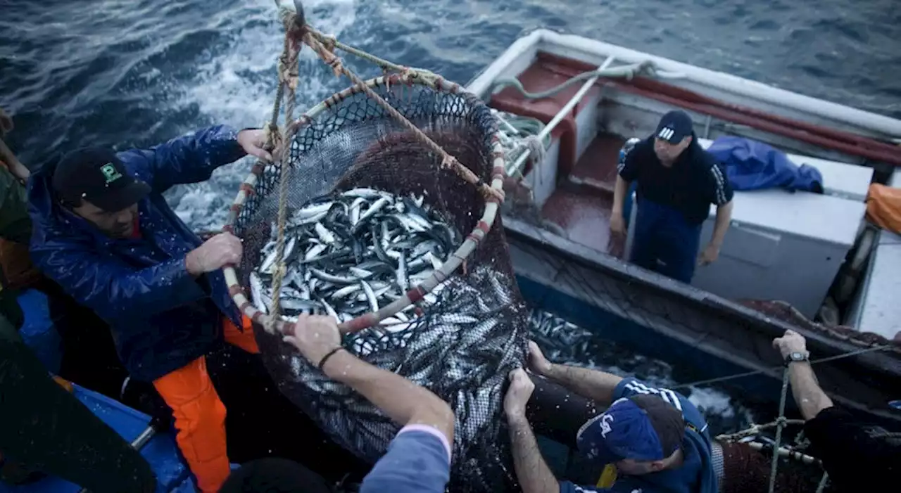 Ministros das Pescas da UE reúnem-se em Bruxelas para discutir quotas de 2023