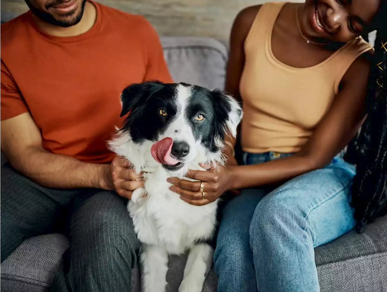 Un chien pourrait savoir si vous avez été infidèle ou non