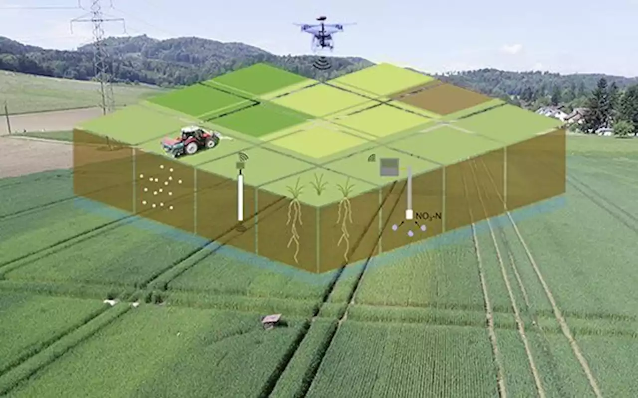 Stickstoffüberschüsse wirkungsvoll reduzieren - Schweizer Bauer