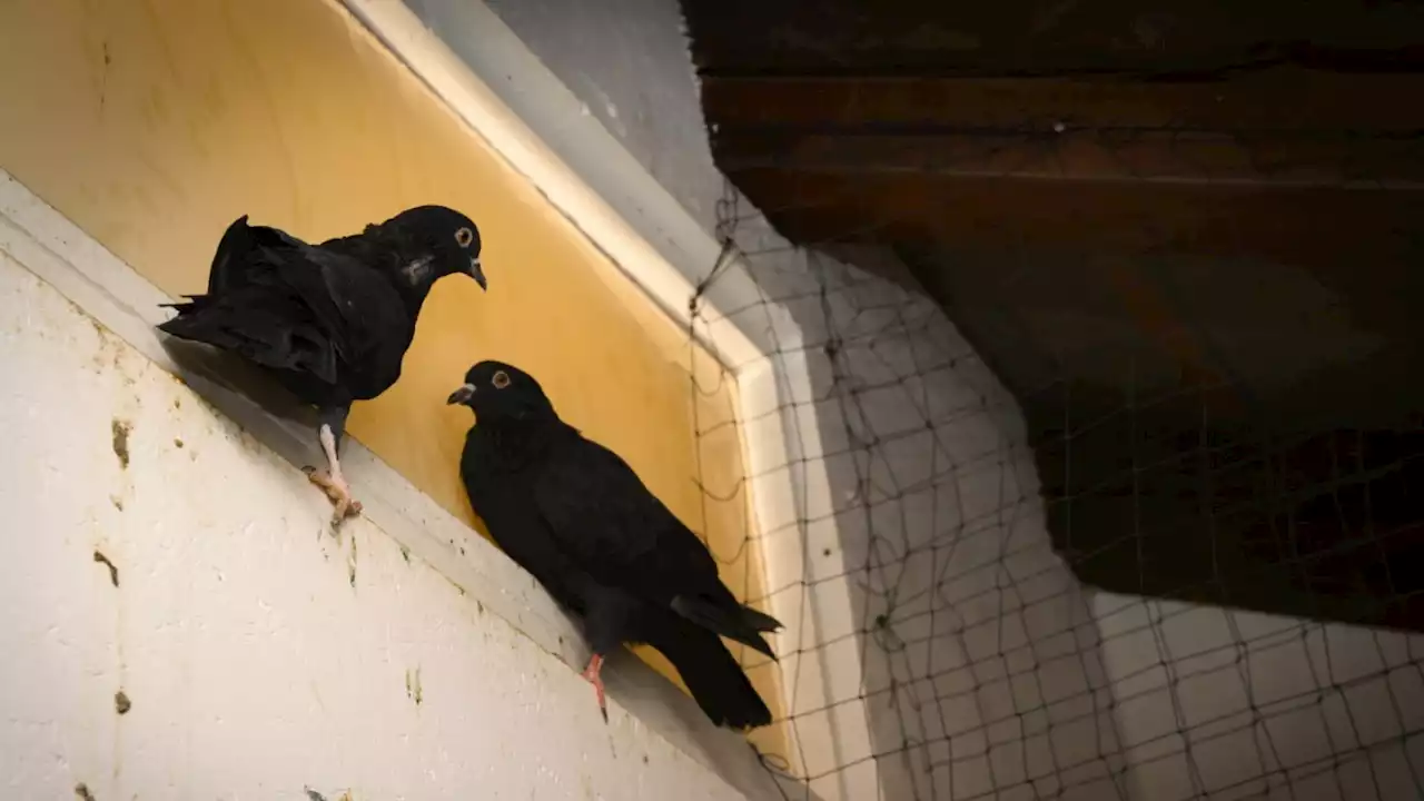 München: Erstes Taubenhaus in der Altstadt eröffnet