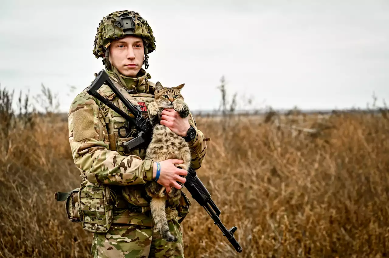 Ukraine’s cats of war go viral in the trenches