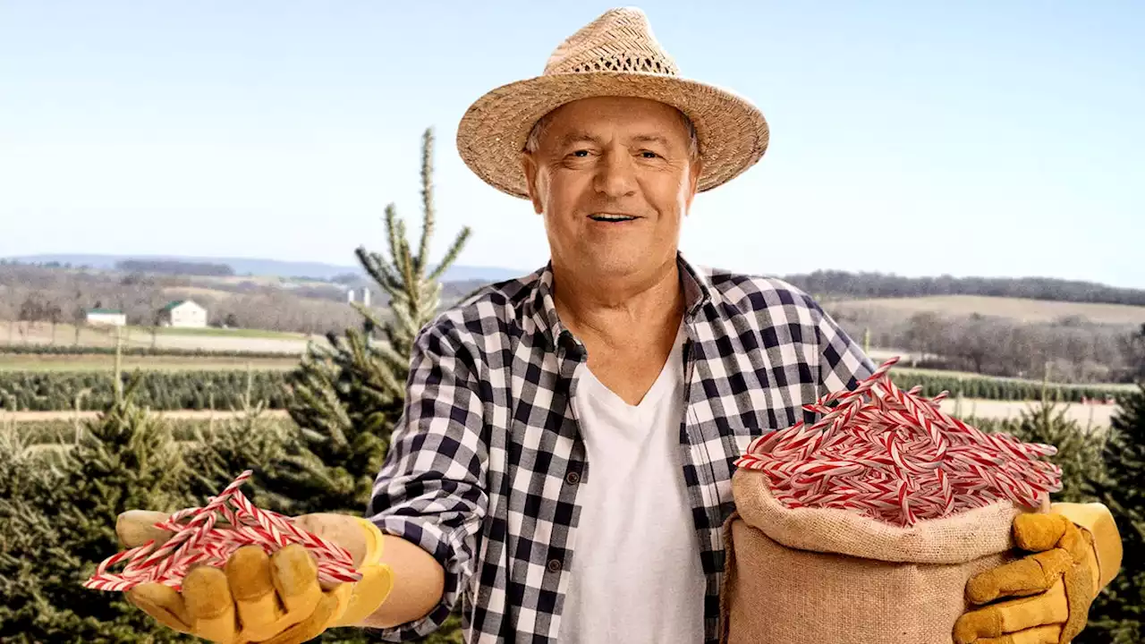 Christmas Tree Farmer Scatters Sack Of Candy Canes Before Ravenous Douglas Firs