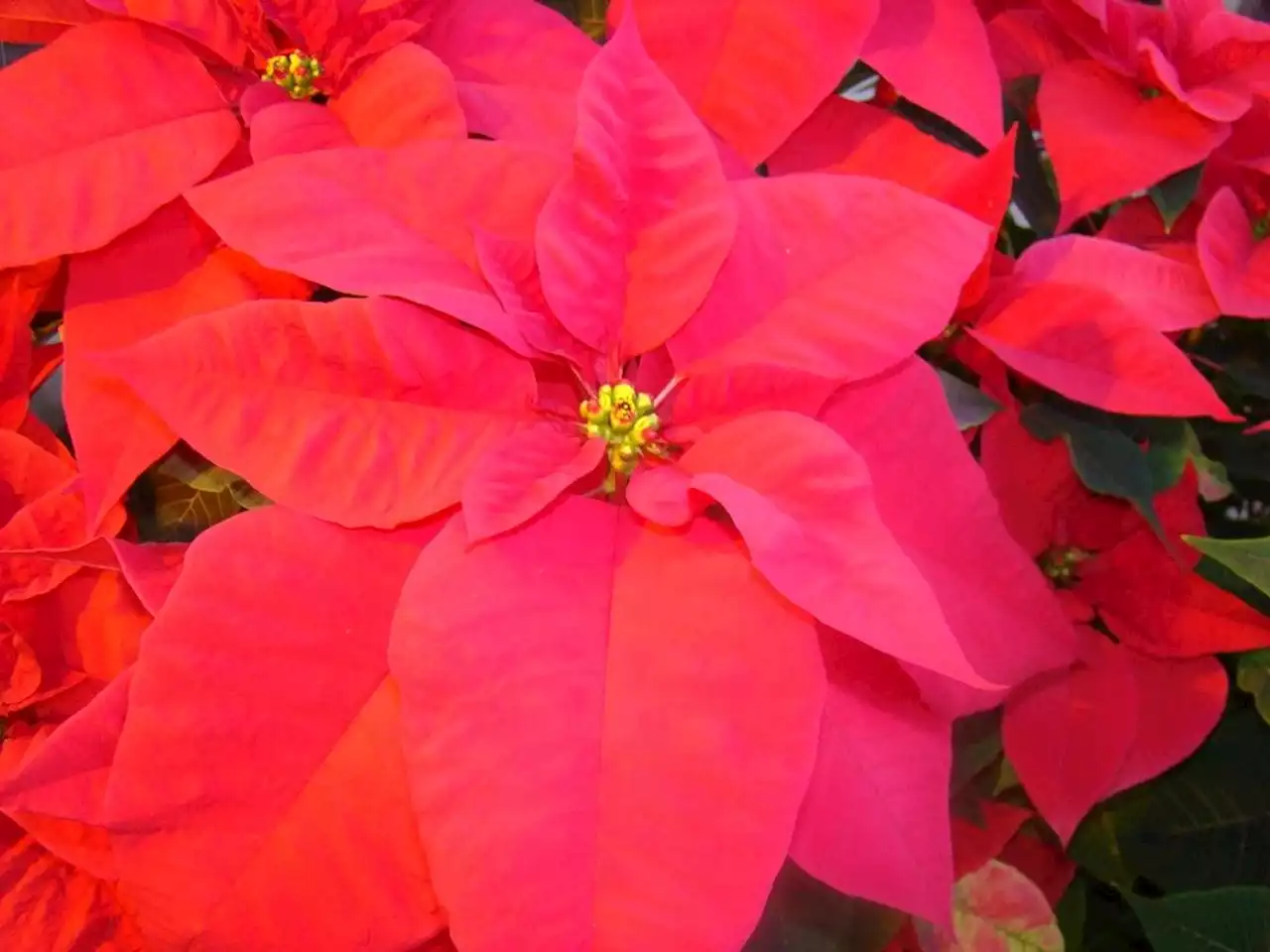Christmas colours: How to care for your poinsettia