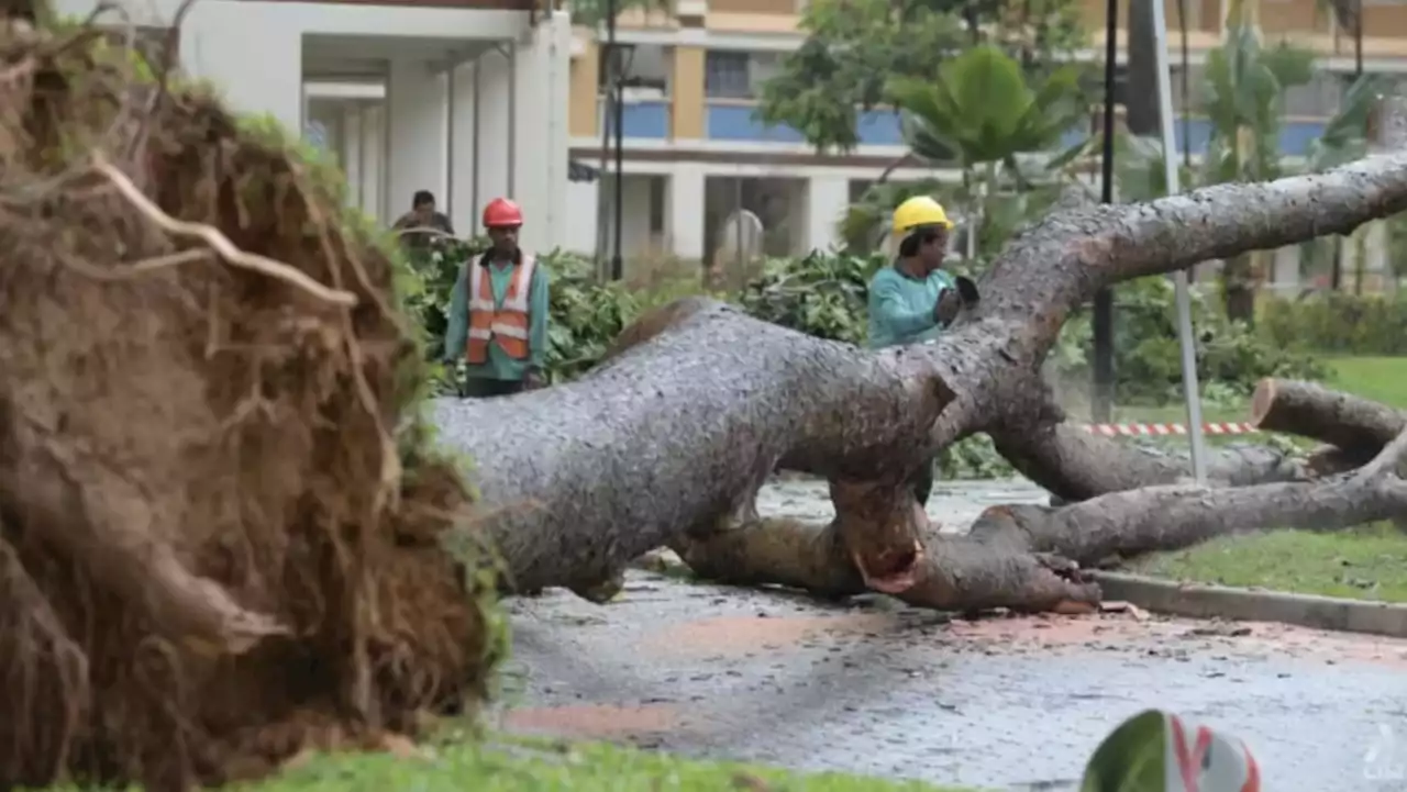 Heavy rains trigger flash flood alerts, large tree toppled in Tampines