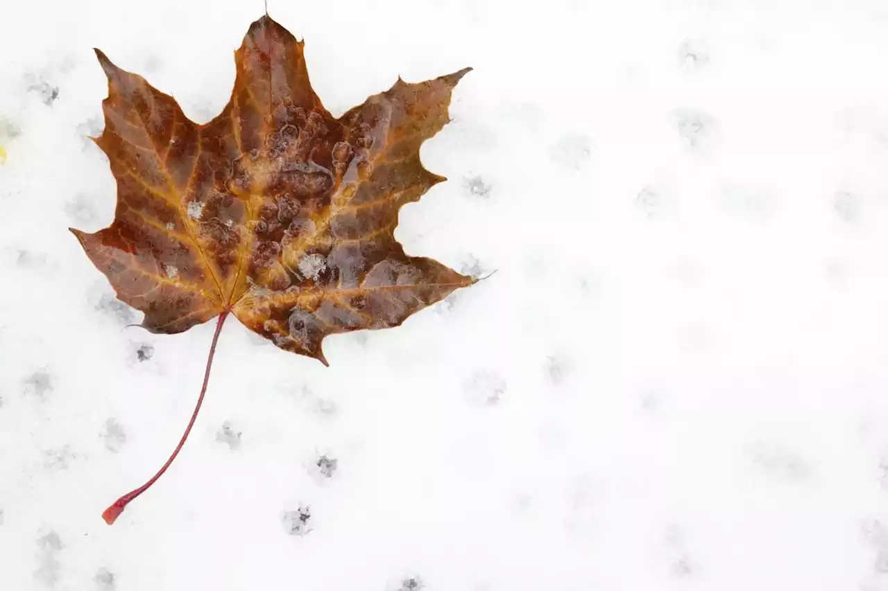 Most Ontarians can expect a white Christmas