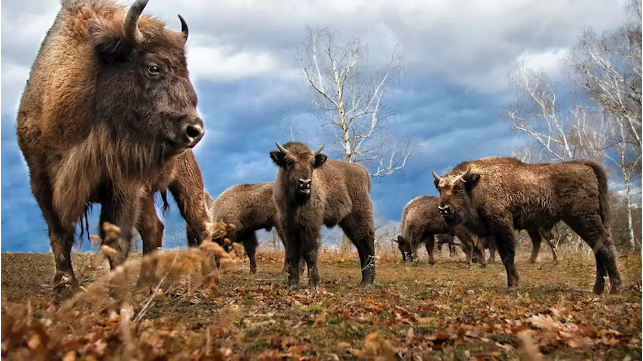 Gute Nachrichten: Ansiedlung bestimmter Tierarten rettet globale Artenvielfalt