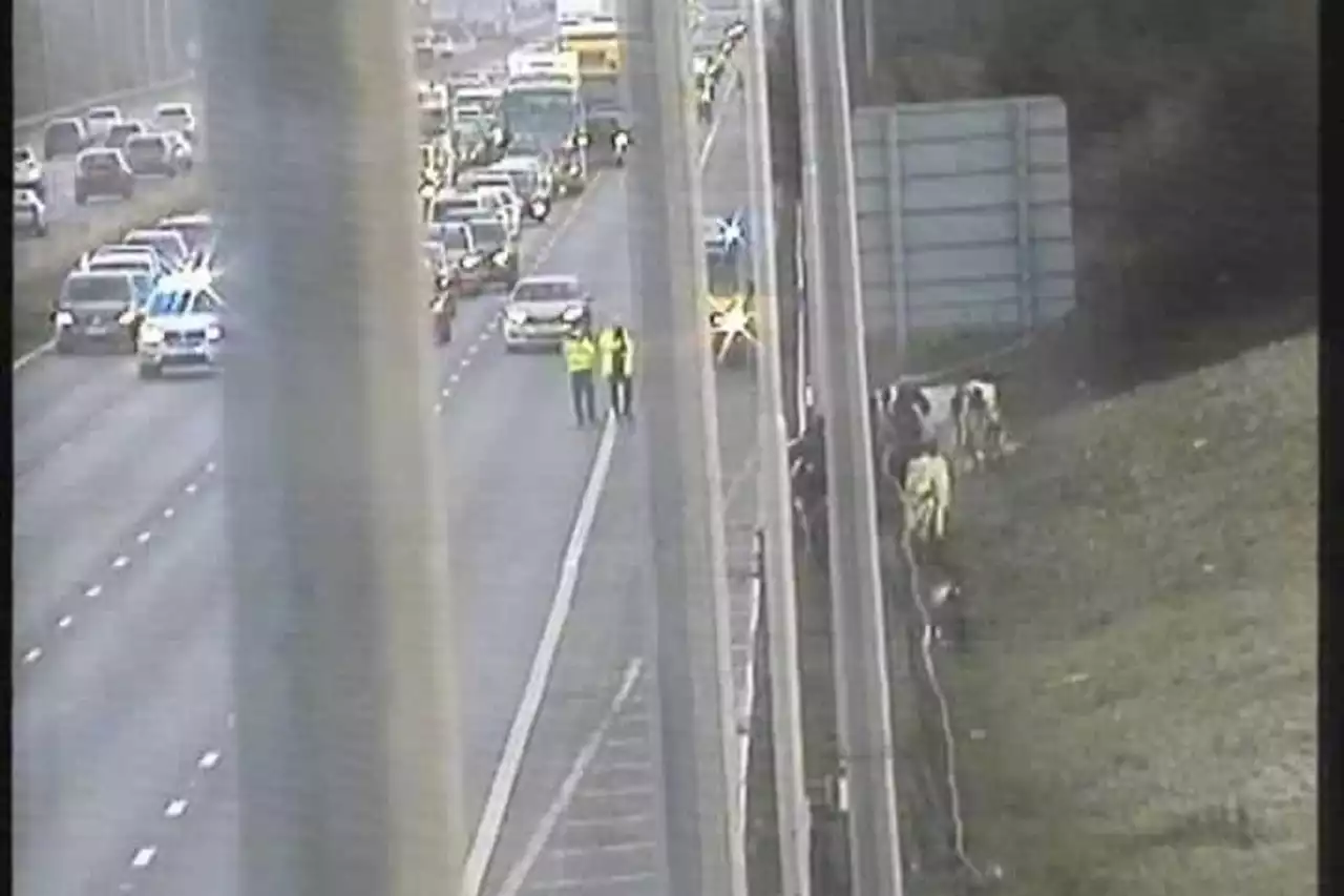 Traffic delayed after cows wander onto motorway before being herded back by farmer