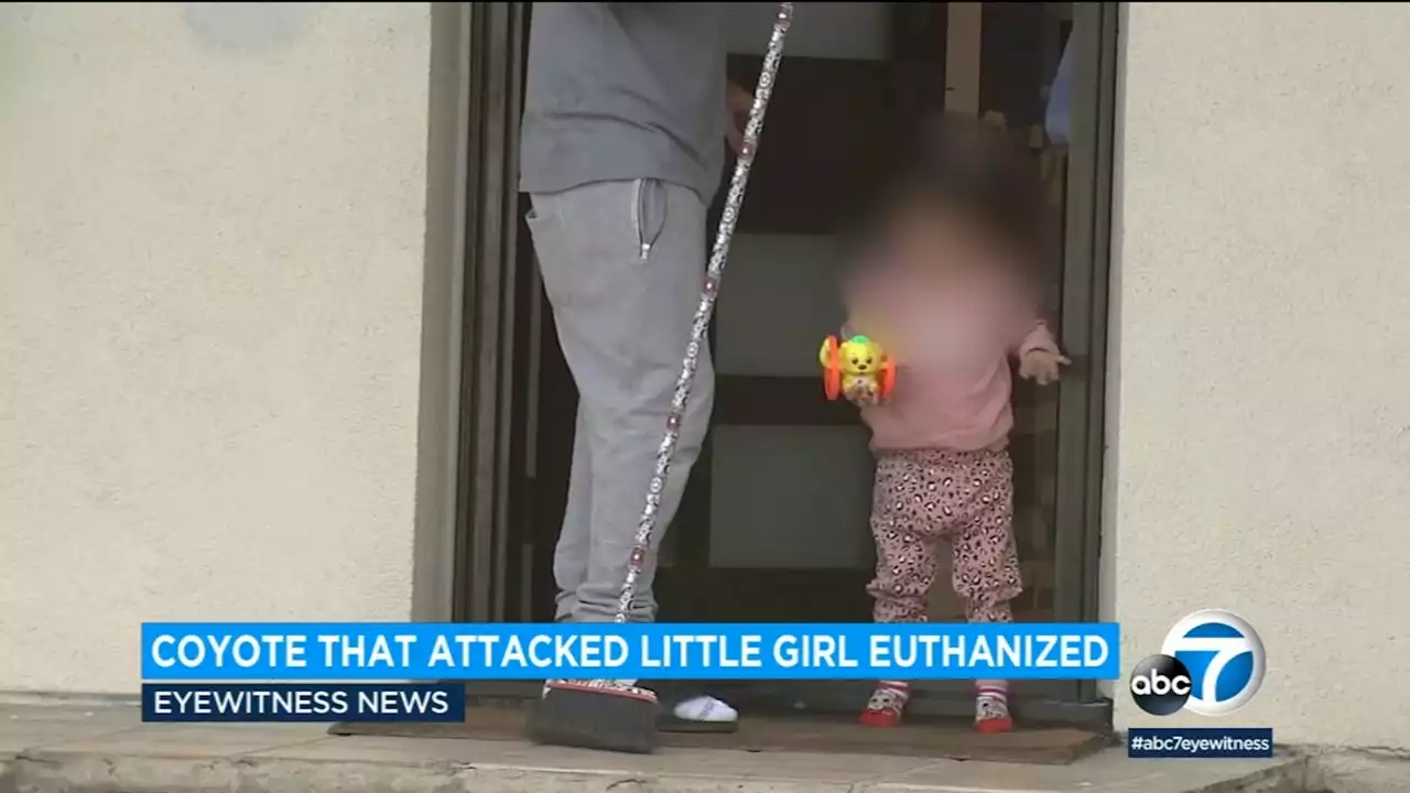 Coyote seen in video attacking girl in Woodland Hills has been euthanized, officials say