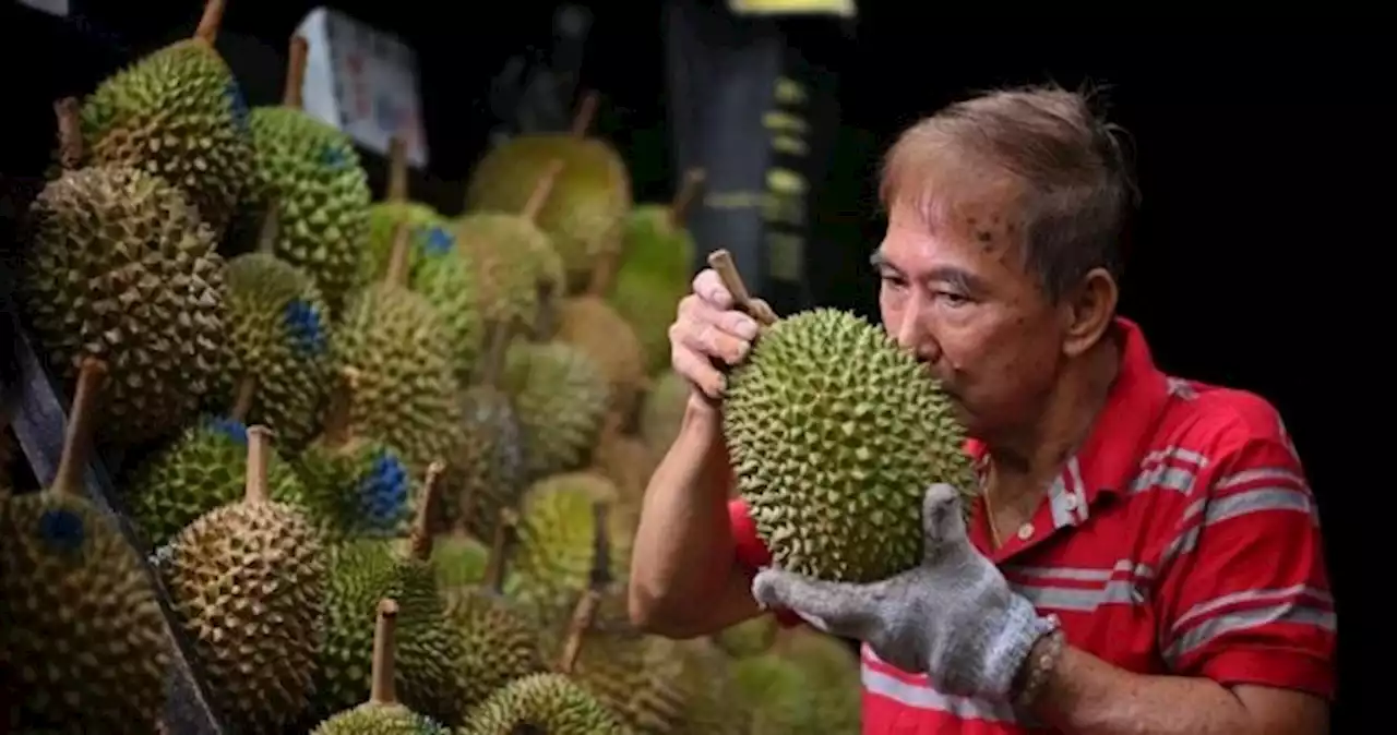 Biggest drop in prices in 10 years: Durians overwhelming Singapore means good news for Singaporeans