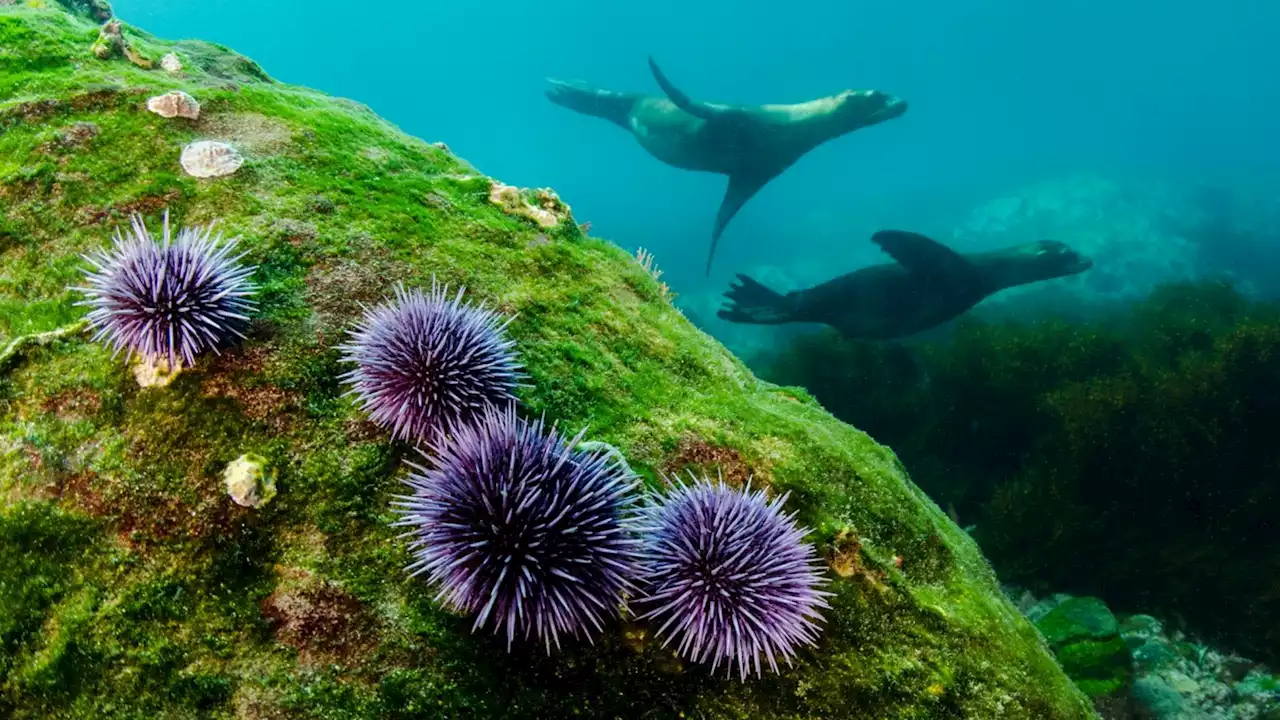 Sea urchins’ sperm pathway could help tiny robots find their way